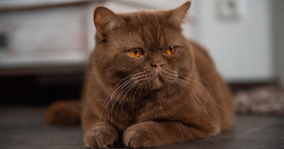 ACCORDEUR CHAT MARRON